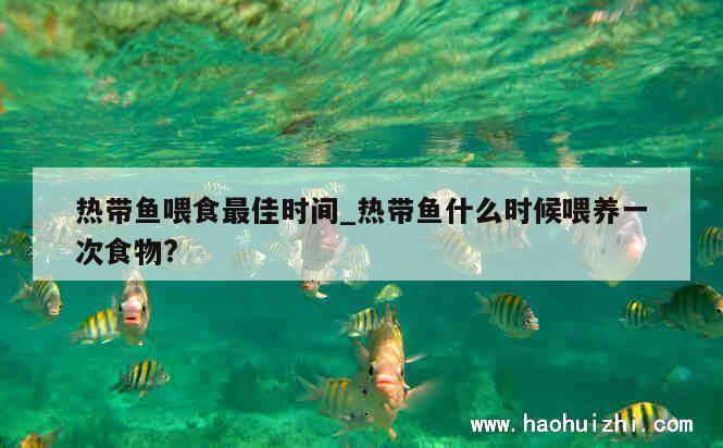 热带鱼喂食最佳时间_热带鱼什么时候喂养一次食物? 第1张