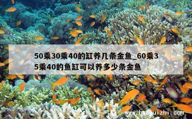 50乘30乘40的缸养几条金鱼_60乘35乘40的鱼缸可以养多少条金鱼