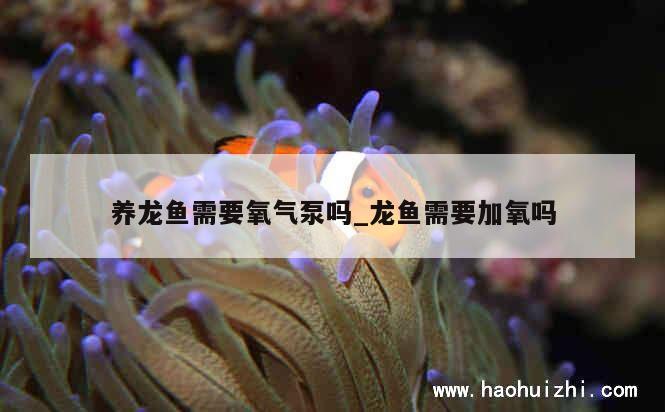 养龙鱼需要氧气泵吗_龙鱼需要加氧吗 第1张