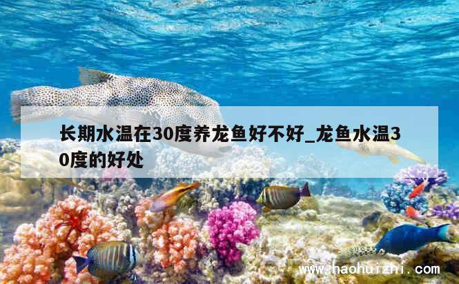 长期水温在30度养龙鱼好不好_龙鱼水温30度的好处 第1张