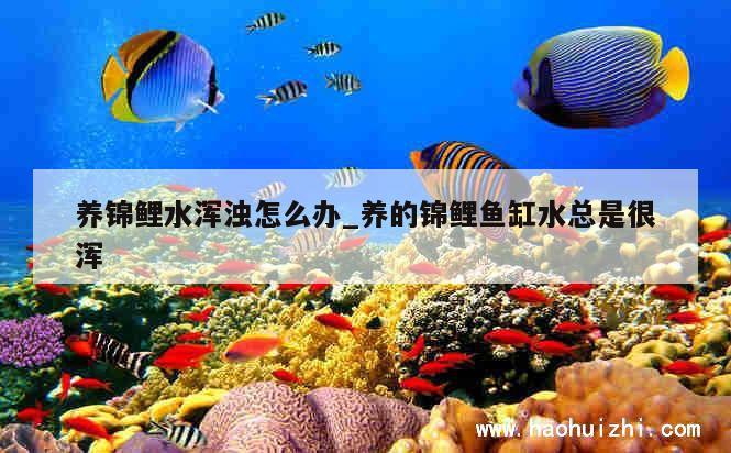 养锦鲤水浑浊怎么办_养的锦鲤鱼缸水总是很浑 第1张