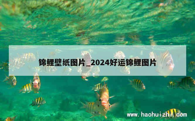 锦鲤壁纸图片_2024好运锦鲤图片 第1张